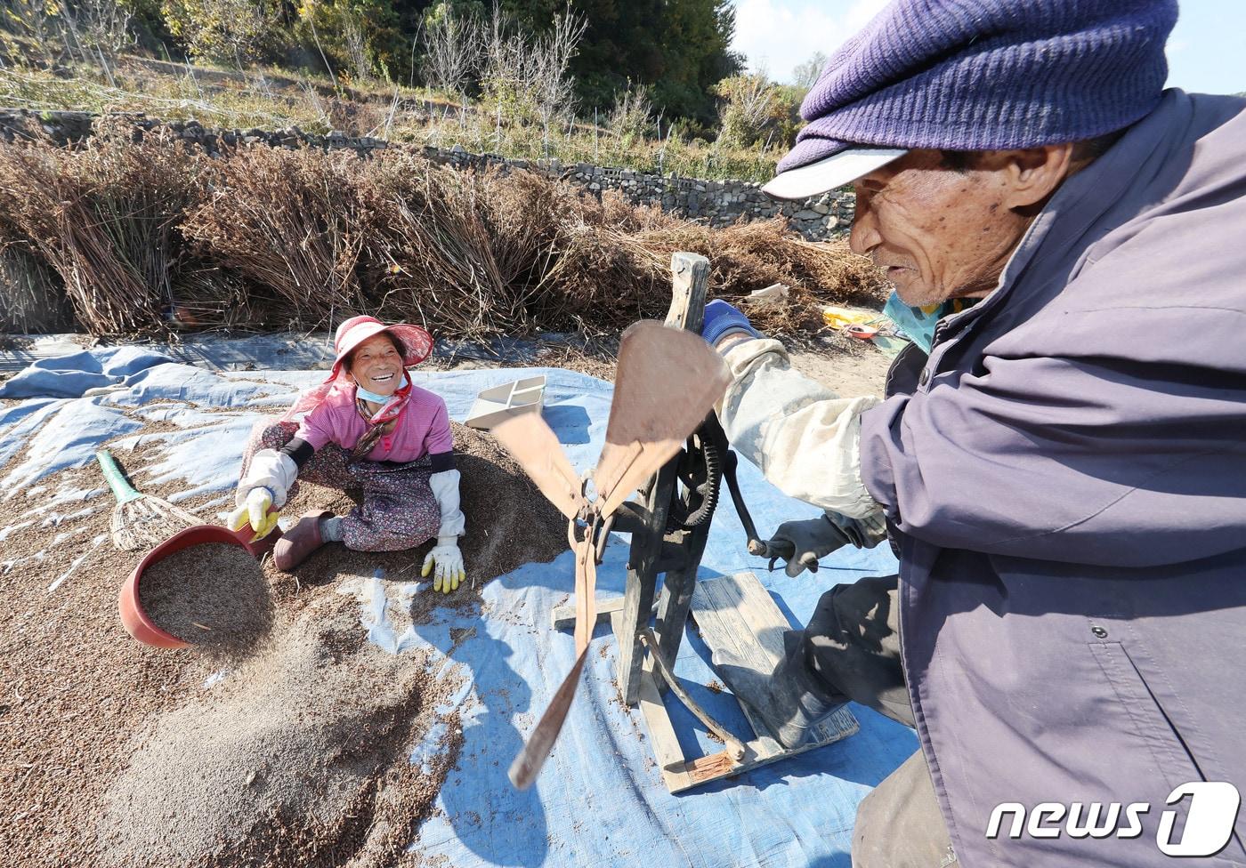 본문 이미지 -  경남 함양군 마천면 금계마을 들깨밭에서 노부부가 가을걷이를 하고 있다. (함양군 김용만 제공) 2022.10.25 ⓒ 뉴스1