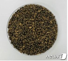 본문 이미지 - 강원 평창군 평창읍 쓴메밀(강원도농업기술원 제공)