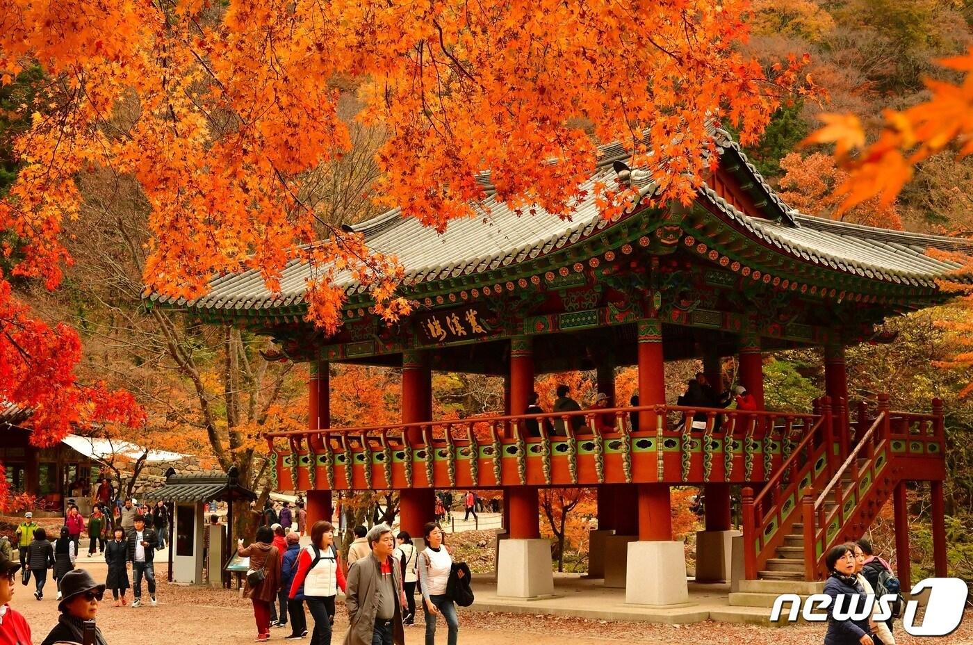 본문 이미지 - 장성 백양사 단풍. (재판매 및 DB금지)ⓒ News1DB