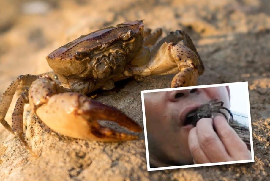 본문 이미지 - 딸을 문 게에게 복수하려고 산채로 집어삼킨 중국의 한 남성이 기생충에 감염되어 입원했다. (사우스 차이나 모닝 포스트 제공)