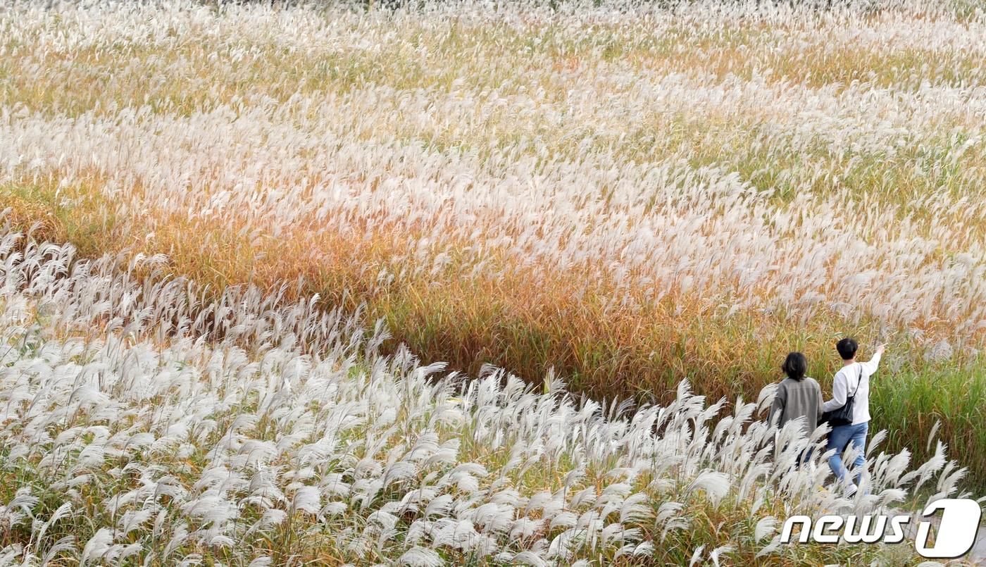 본문 이미지 - 울산 북구 명촌교 인근 태화강 하구에 억새가 활짝 펴 은빛 물결을 이루고 있다. ⓒ News1