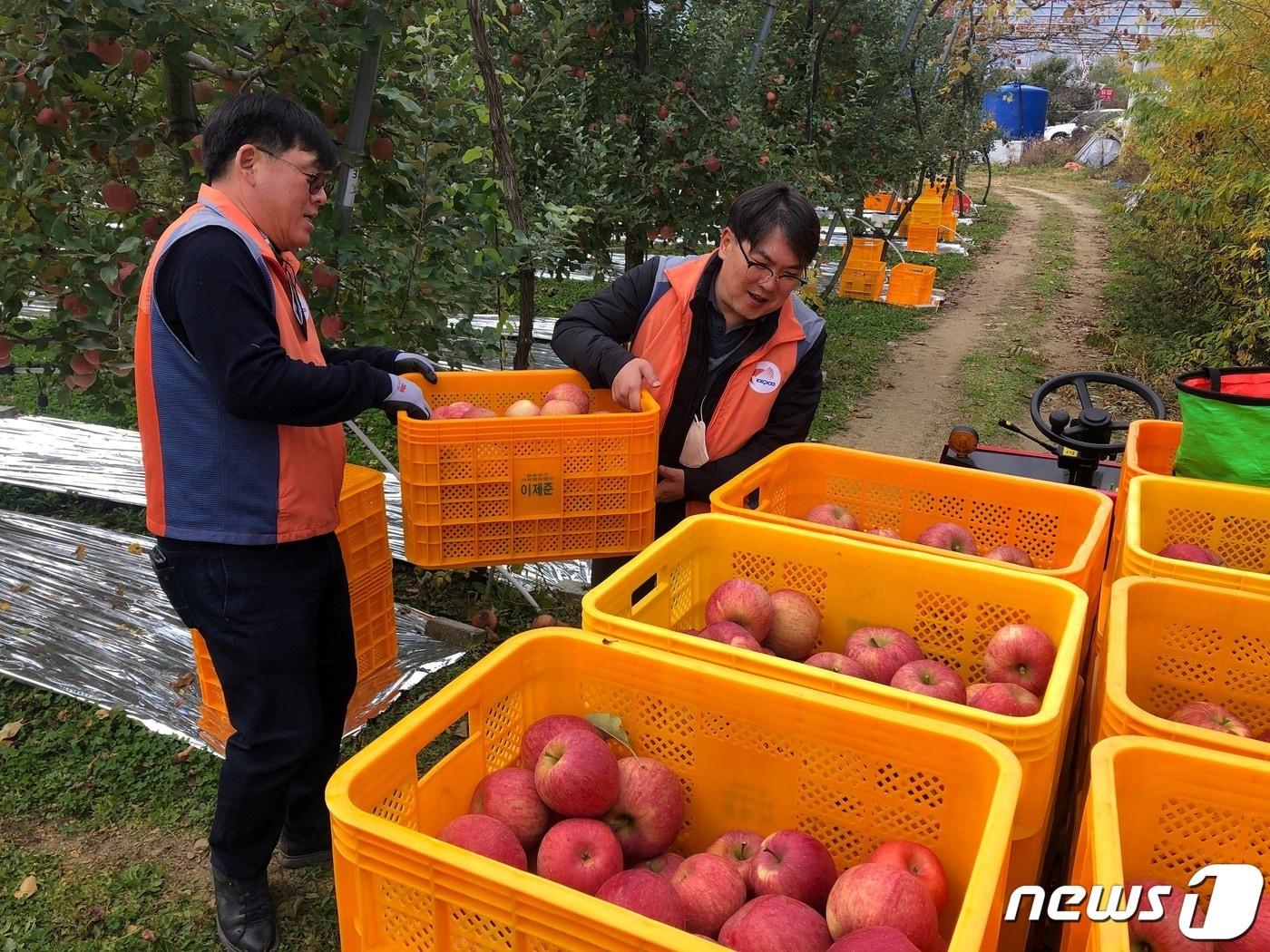 본문 이미지 - 양구지역 과수농가 일손돕기 봉사활동.(한국전력 강원본부 제공) 2022.10.29/뉴스1