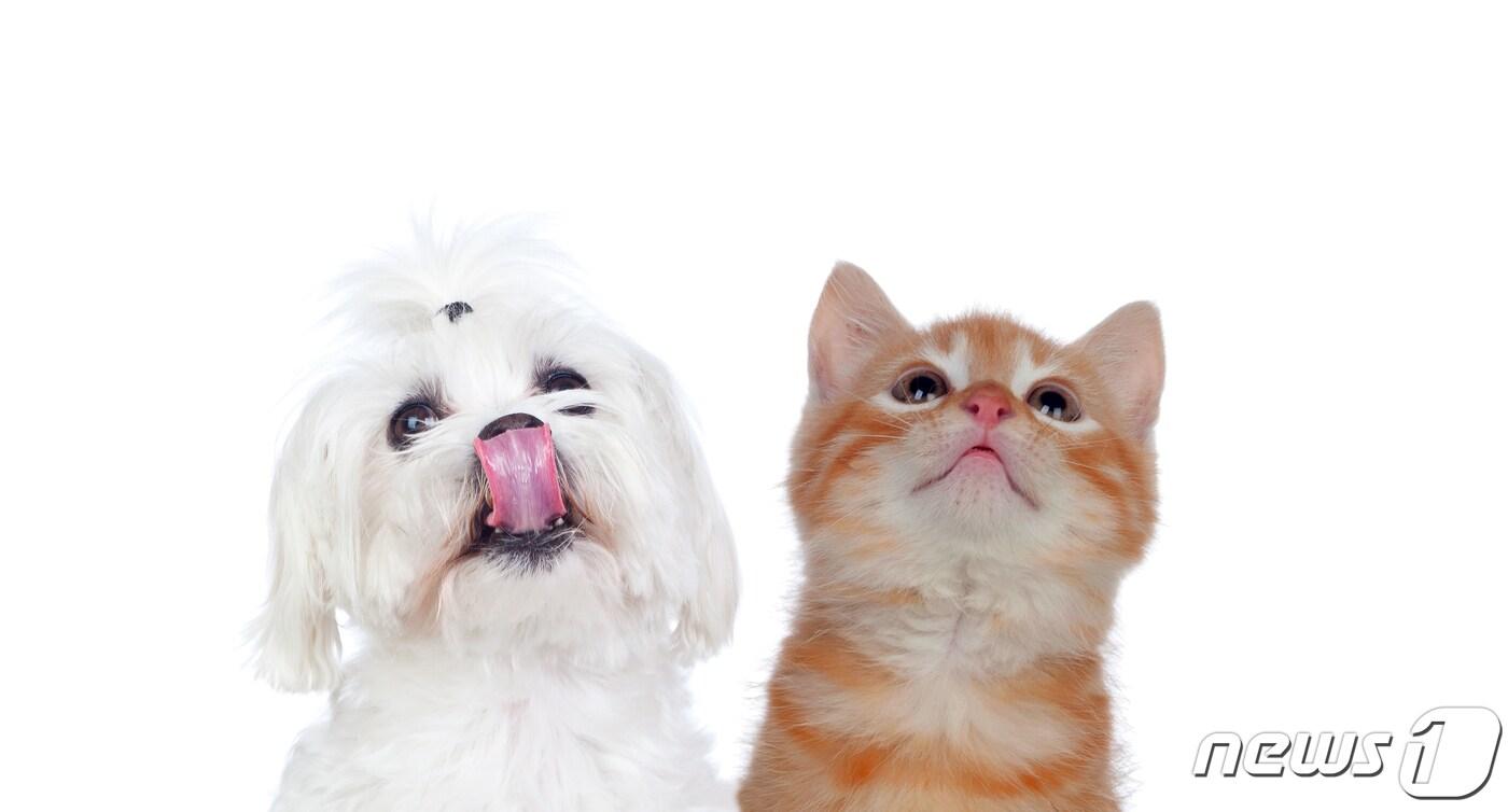 본문 이미지 - 강아지와 고양이(사진 이미지투데이) /뉴스1
