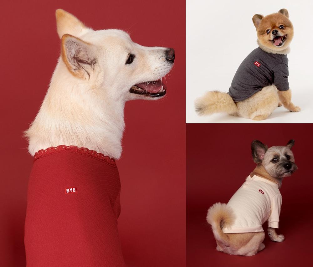 본문 이미지 - 속옷 브랜드 BYC가 동그람이와 협업해 겨울 반려견용 '개리야스'를 선보인다.(BYC제공)