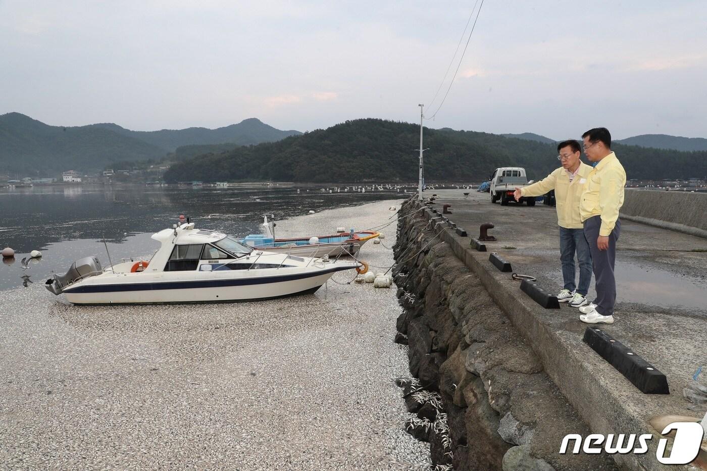 본문 이미지 - 홍남표 경남 창원시장이 10월3일 폐사한 정어리 떼가 몰려든 마산만을 살펴보고 있다.(창원시 제공)