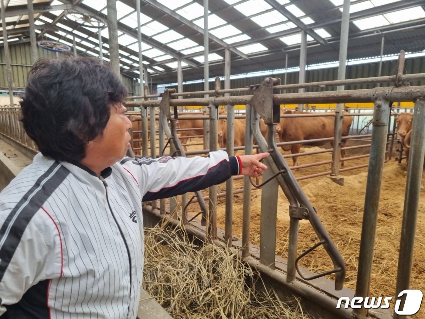 본문 이미지 - 북한 중거리 탄도미사일(IRBM) 도발 대응 조치로 발사했던 현무-2C 탄도미사일이 비정상적으로 비행해 낙탄 사고가 발생한 가운데 5일 오후 강원 강릉 강동면 하시동리의 한 우사에서 이종숙 씨가 새끼를 밴 소 20여 마리를 가리키며 굉음 등으로 인한 유산 위험을 하소연하고 있다. 2022.10.5/뉴스1 ⓒ News1 윤왕근 기자