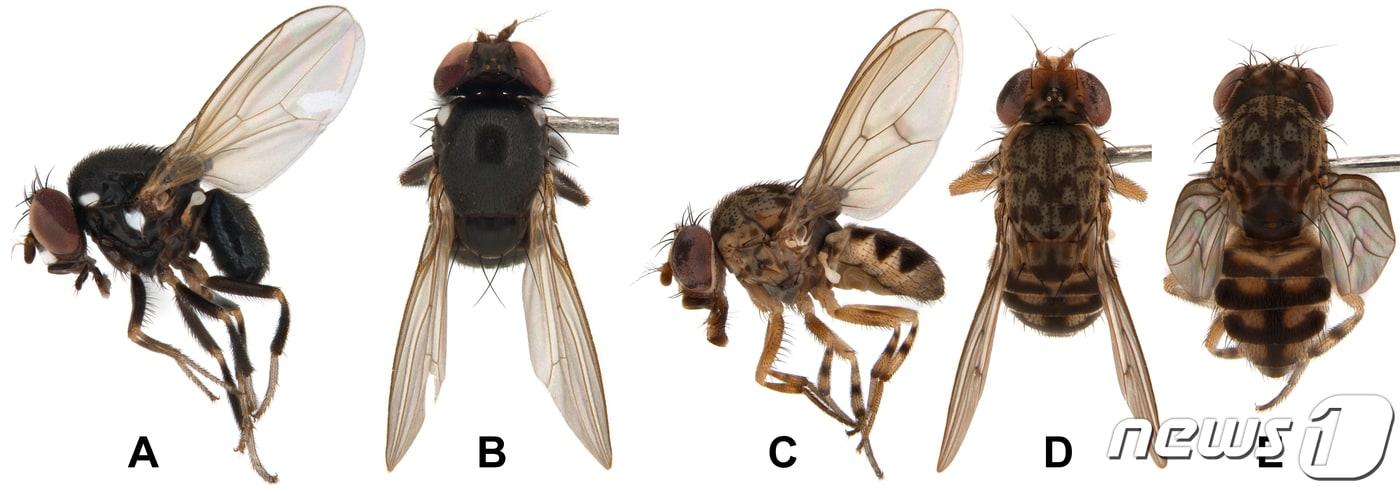 본문 이미지 - 눈초파리 종류