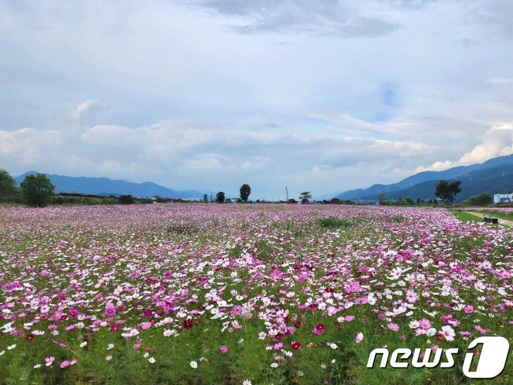 본문 이미지 - 김해 대동생태체육공원 코스모스 꽃밭. (김해시 제공)