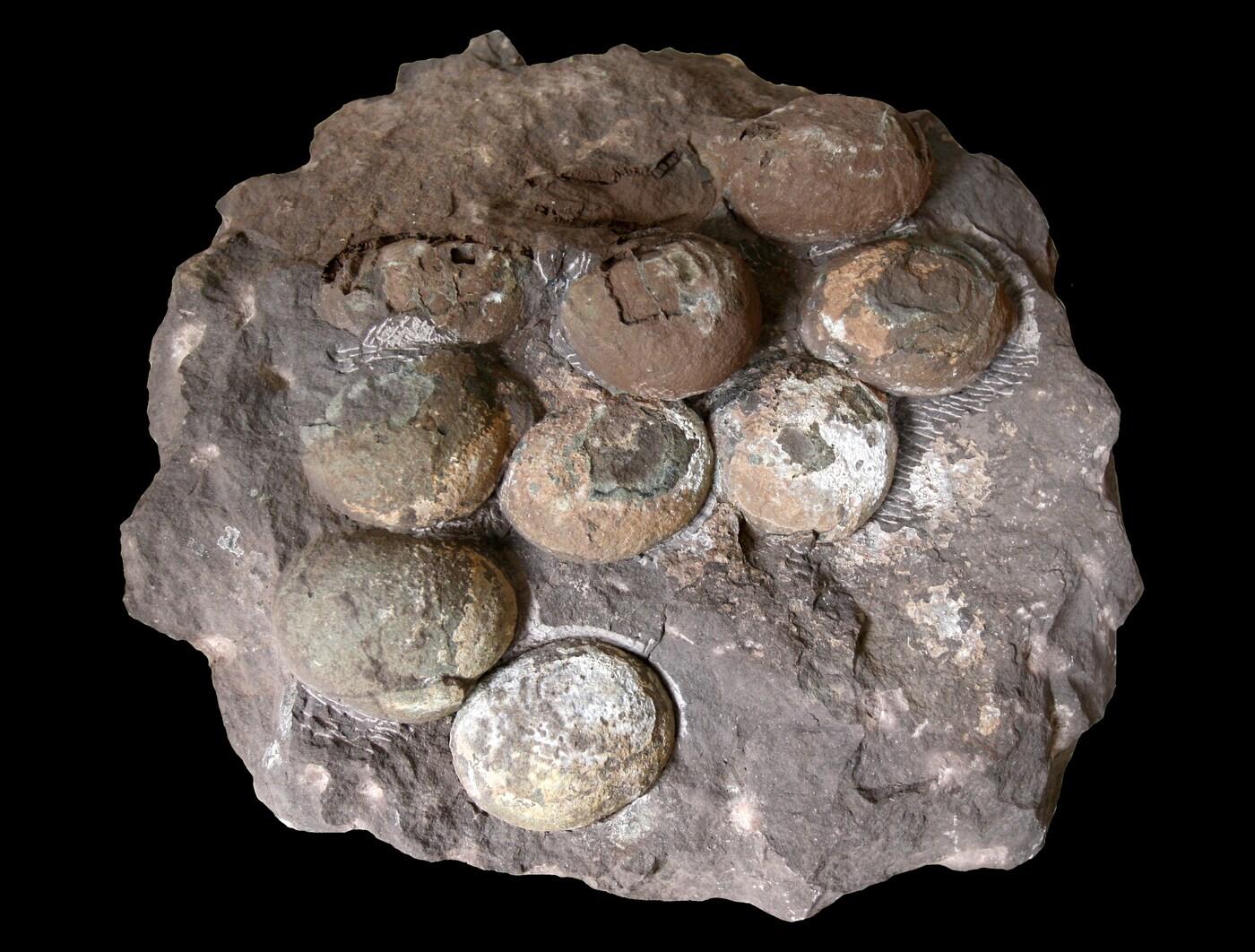 본문 이미지 - 서대문자연사박물관이 관리 중이던 공룡알둥지 화석. (문화재청 제공) 