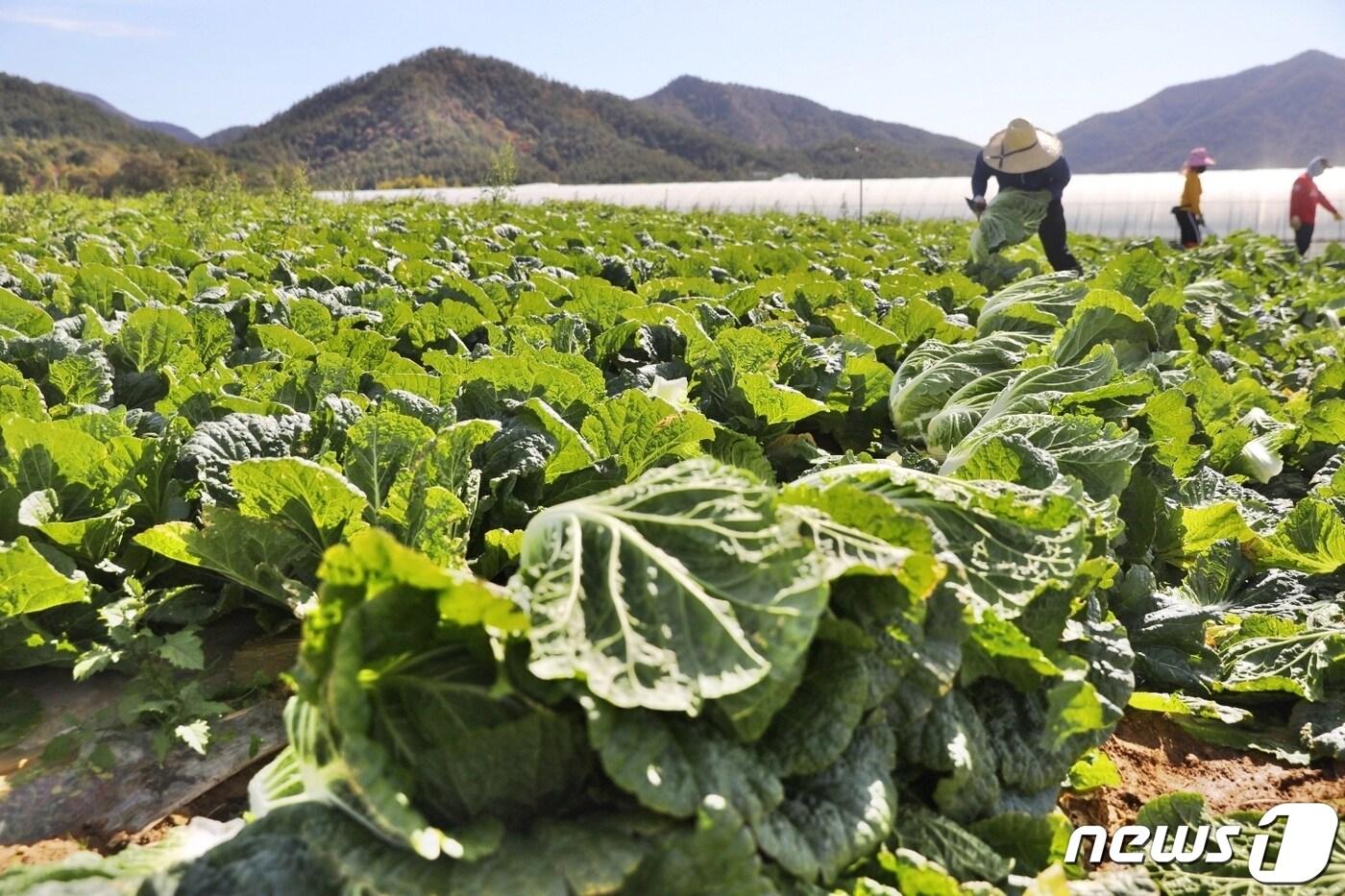 본문 이미지 - 배추주산지 전남 해남에서 가을배추 수확이 본격 시작됐다.(해남군 제공)2022.11.1/뉴스1 ⓒ News1 