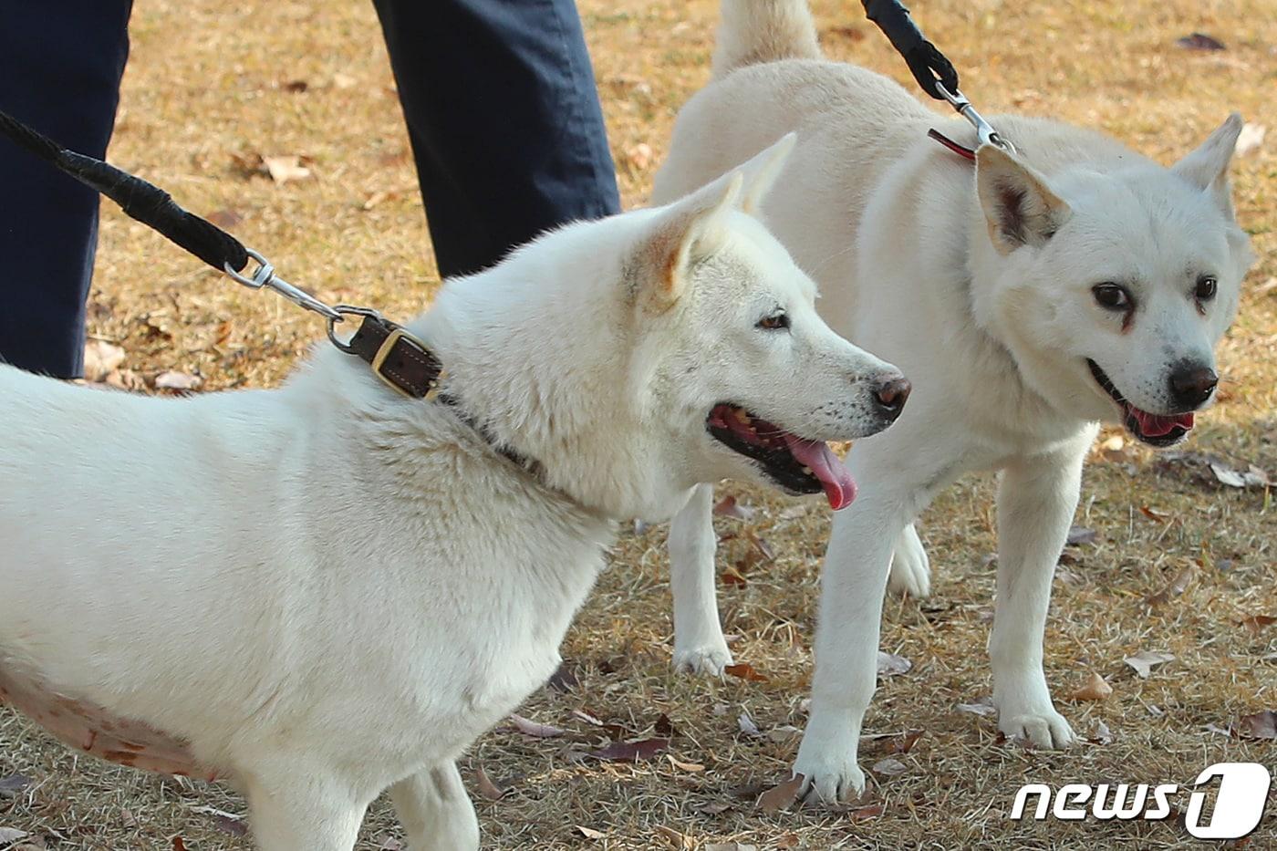 본문 이미지 - 10일 오후 대구 북구 경북대학교 수의과대학 부속동물병원 앞에서 풍산개 암컷 '곰이'(왼쪽)와 수컷 '송강'이가 대학 관계자와 함께 산책하고 있다. 2022.11.10/뉴스1 ⓒ News1 공정식 기자