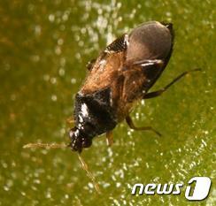 본문 이미지 - 오이 해충 천적인 미끌애꽃노린재.