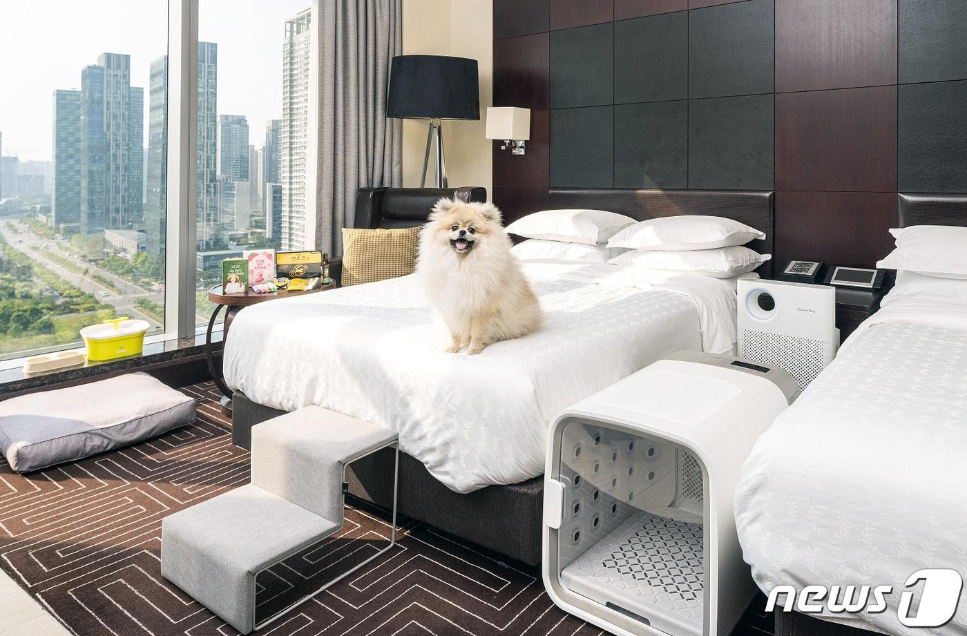 쉐라톤 그랜드 인천 호텔 '쉐라톤 펫캉스' / 뉴스1