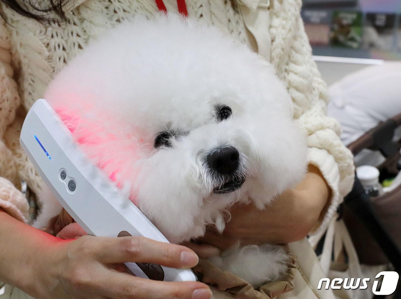 본문 이미지 - 경기도 고양시 킨텍스에서 열린 반려동물용품 박람회에서 반려견용 피부치료기를 선보이고 있다(사진은 기사 내용과 무관함) 2022.11.18 ⓒ 뉴스1 박세연 기자