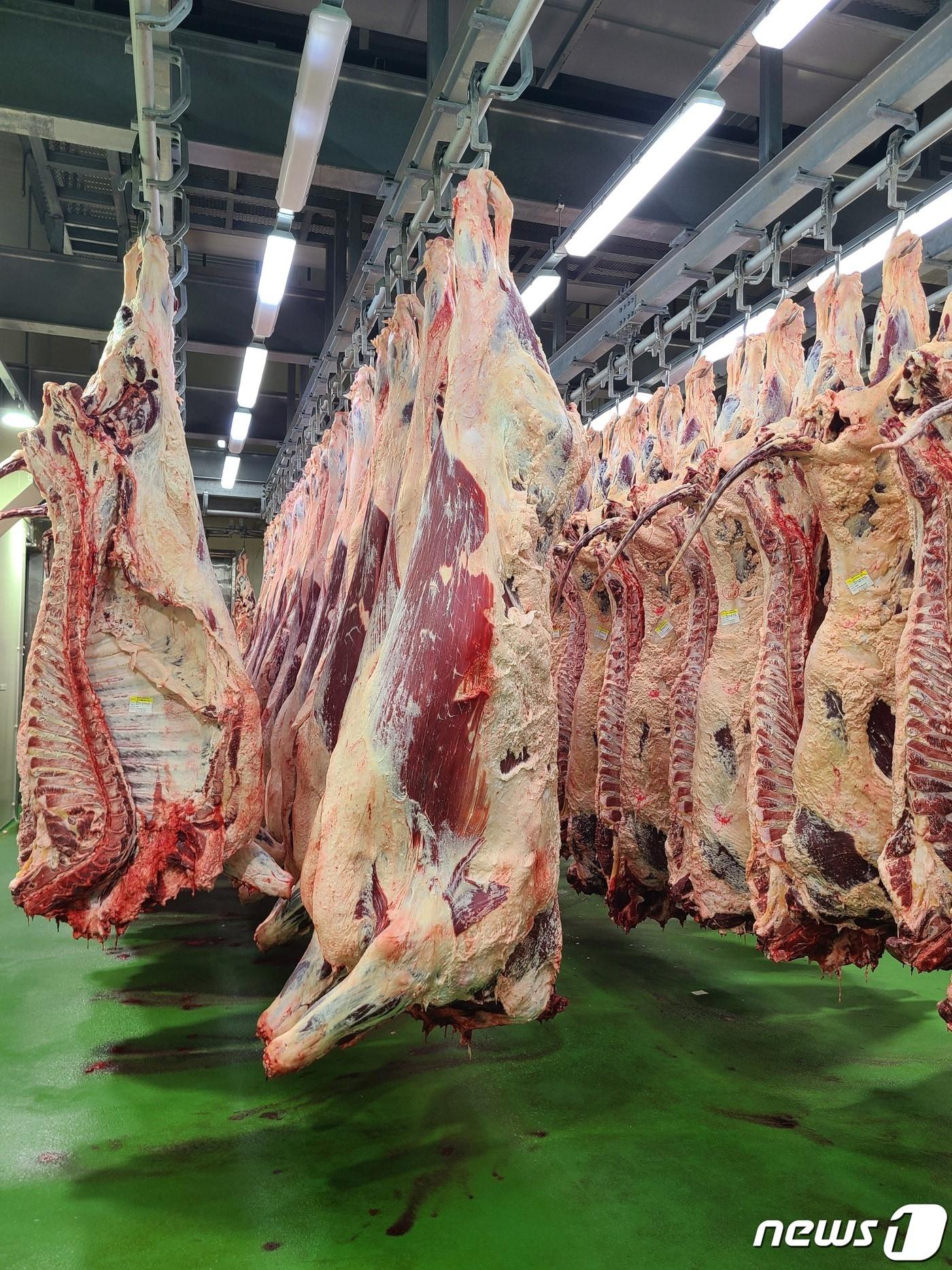 본문 이미지 - 홍콩 수출 전문 도축장으로 등록된 나주축산물공판장 모습.(전남도 제공) 2022.11.21/뉴스1