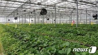 본문 이미지 - 충남 농기원이 자체 개발한 딸기 조직배양묘 (충남도 제공) /뉴스1