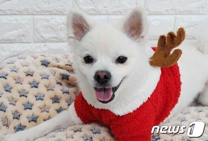 본문 이미지 - 발라당입양센터에서 보호 중인 강아지(동행 제공)