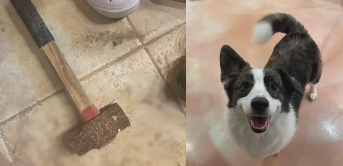 본문 이미지 - 불법 야생동물카페 사장 A씨가 사용한 돌망치와 뚠이. (SBS 'TV 동물농장' 갈무리)