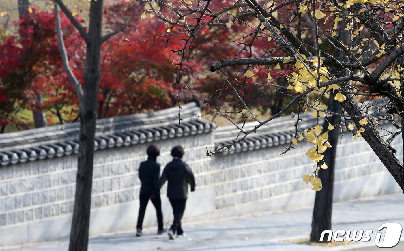 본문 이미지 - 절기상 입동(立冬)인 7일 오전 서울 강남구 선릉 인근 가로수에 나뭇잎이 매달려 있다.  ⓒ News1 이승배 기자