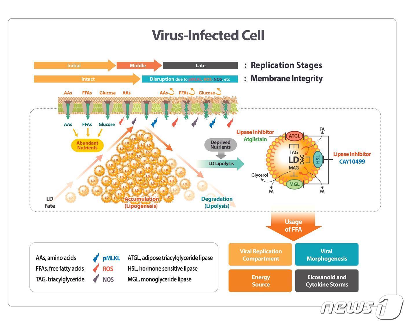 본문 이미지 - 전남대 공동연구팀이 코로나19 변종까지 치료 가능한 물질을 개발했다. 코로나 변이주 치료제 후보 모식도/뉴스1