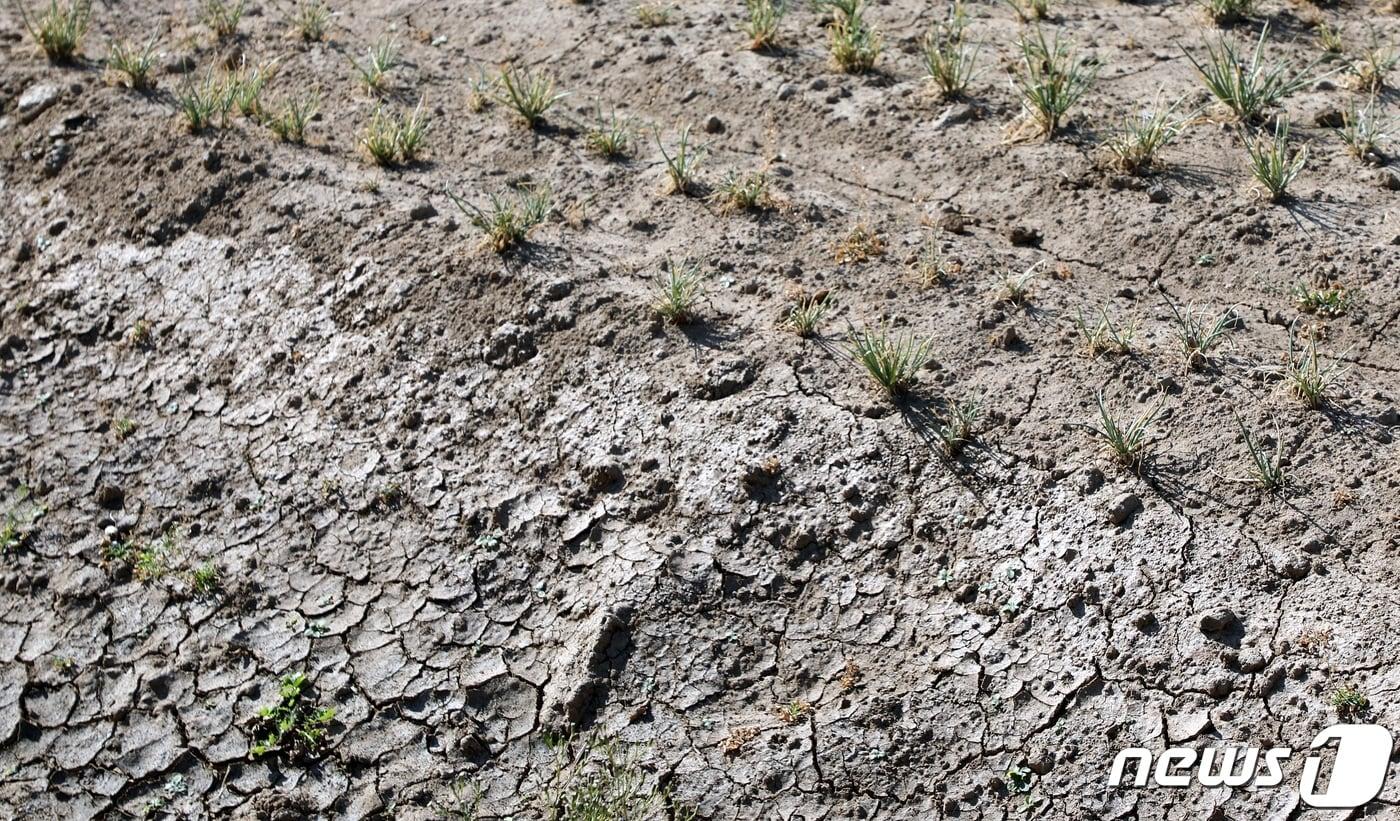 가뭄에 갈라진 밭(자료사진)/뉴스1