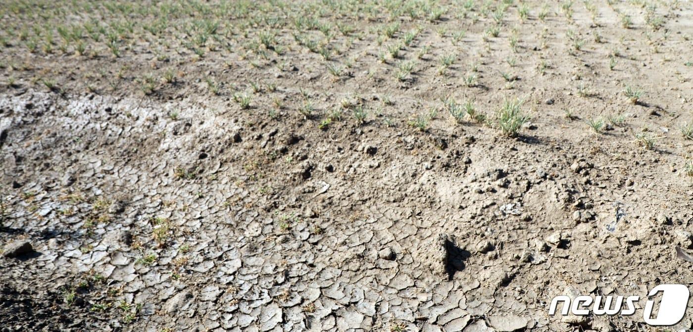 초기가뭄으로 갈라진 밭 2022.11.8/뉴스1 ⓒ News1 고동명 기자