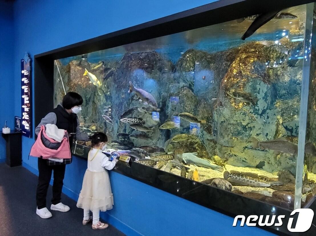 본문 이미지 - 단양다누리아쿠아리움내부에서 모녀가 민물고기를 관람하고 있다. 