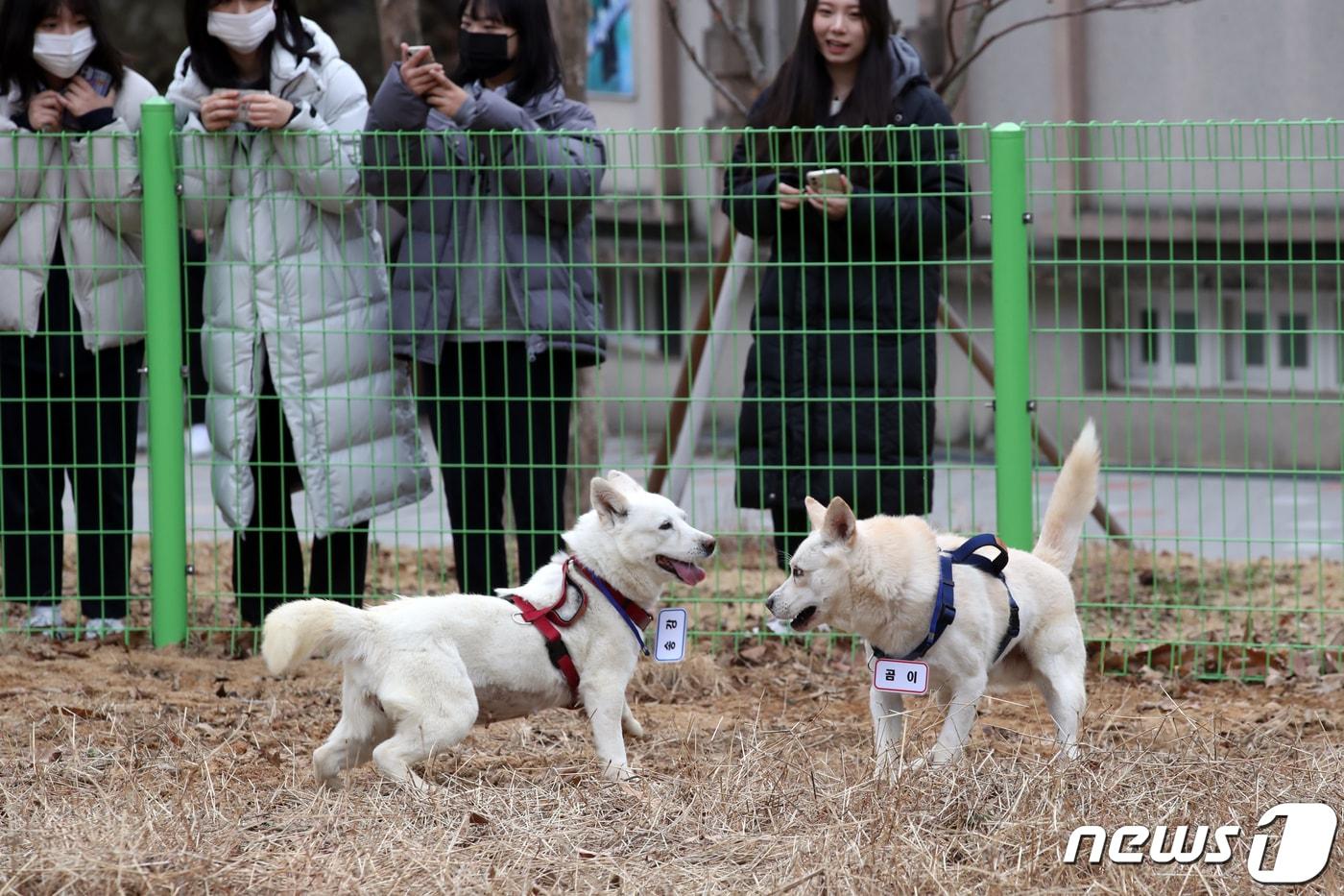 12일 오전 광주 북구 생용동 우치공원 동물원에서 풍산개 암컷 '곰이'와 수컷 '송강'이가 산책을 하고 있다. 곰이와 송강은 2018년 9월 남북정상회담 뒤 김정은 북한 국무위원장이 문재인 전 대통령에게 선물한 풍산개다. 문 전 대통령이 사육하다가 최근 정부에 반환해 경북대 동물병원에서 지내다가 이곳에 왔다. 2022.12.12/뉴스1 ⓒ News1 정다움 기자