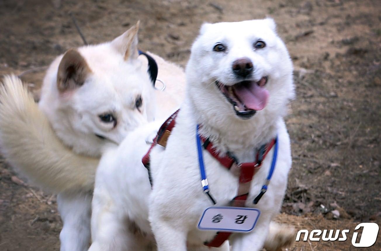 본문 이미지 - 12일 오전 광주 북구 생용동 우치동물원의 임시놀이터에서 풍산개 암컷 '곰이'와 수컷 '송강'이 뛰어놀고 있다. 2022.12.12/뉴스1 ⓒ News1 이승현 기자