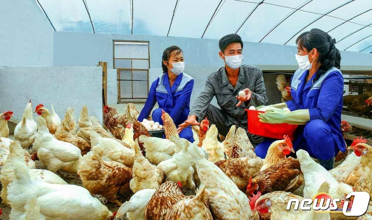 본문 이미지 - (평양 노동신문=뉴스1) = 북한 노동당 기관지 노동신문은 13일 평양칠감공장에서 일꾼이 "종업원들의 후방사업 개선을 위해 노력하고 있다＂라고 보도했다. 후방사업은 북한의 공장·사업소 등에서 자급자족을 위해 본업 외에 축산·농업·양어 등을 함께 운영하는 것을 말한다. [국내에서만 사용가능. 재배포 금지. DB 금지. For Use Only in the Republic of Korea. Redistribution Prohibited] rodongphoto@news1.kr