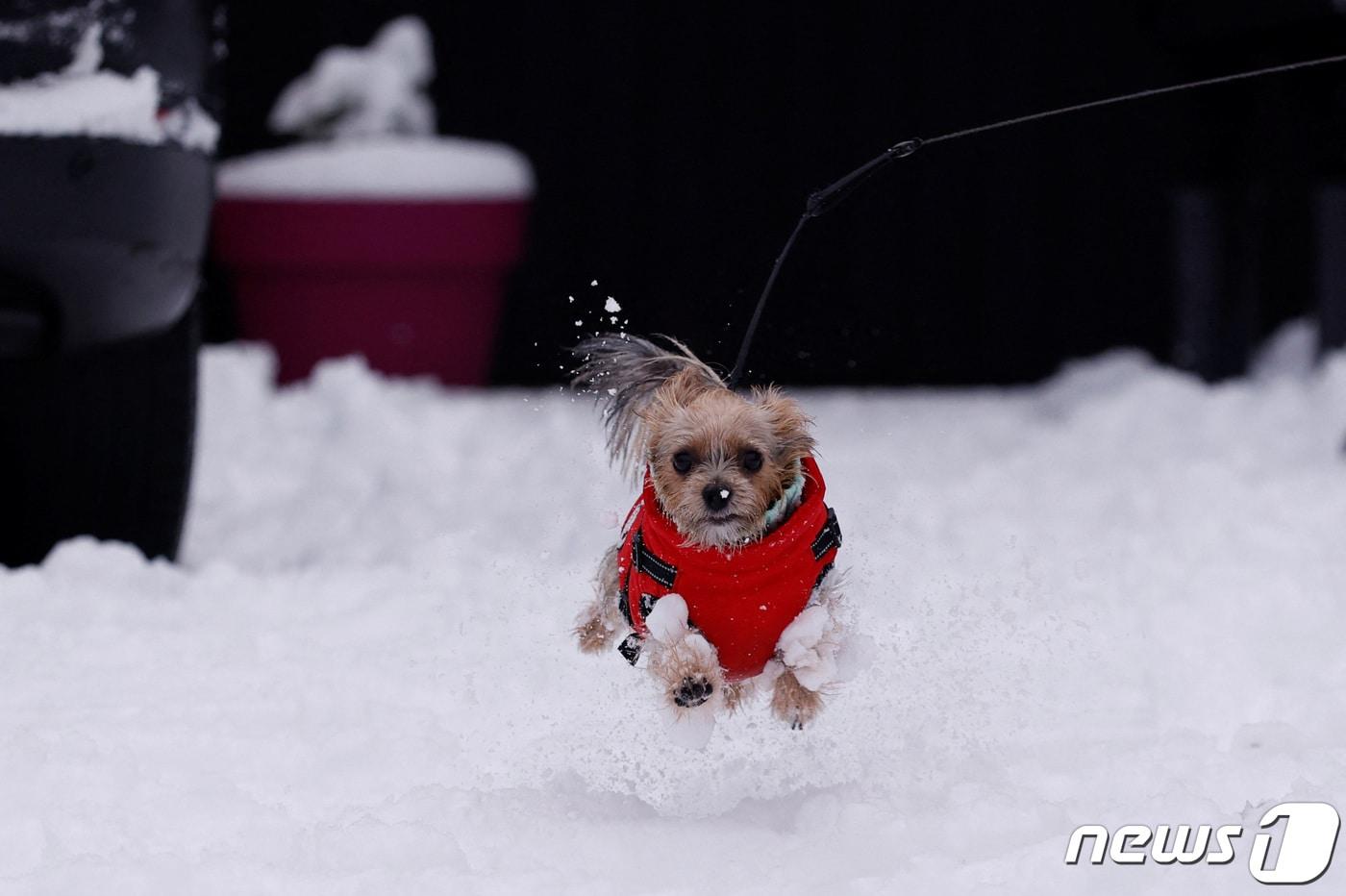 12일(현지시간) 영국에 12년 만의 한파로 폭설이 내린 가운데 런던 인근의 허트퍼드에서 요크셔테리어가 눈밭 위를 신나게 달리고 있다. 22.12.12 ⓒ 로이터=뉴스1 ⓒ News1 김예슬 기자