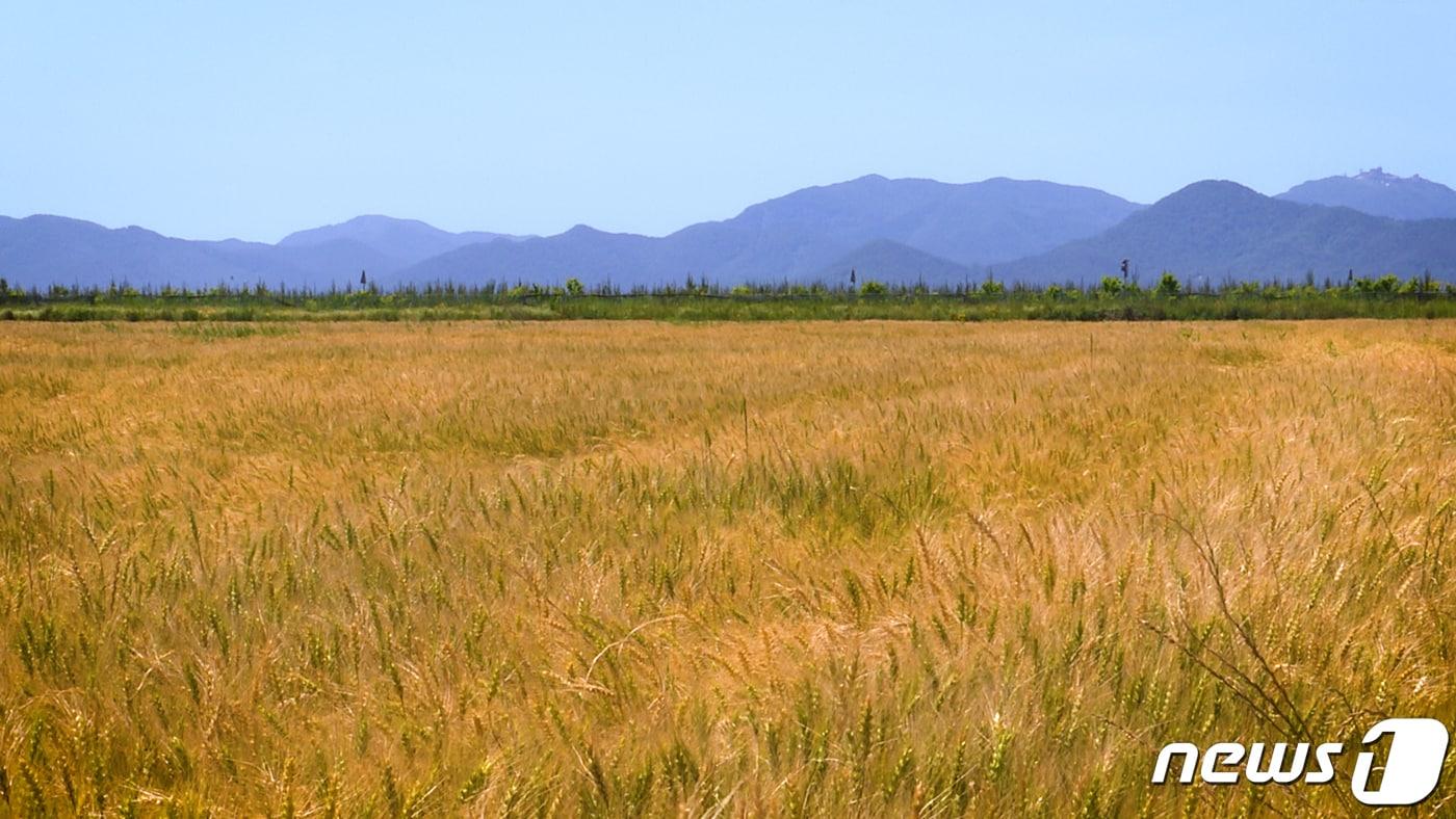 aT는 수입의존도가 높은 밀, 콩의 국내 경쟁력 강화와 2027년까지 정부의 식량자급률 목표(밀 7.9%, 콩 40.0%) 달성을 위해 생산기반 강화부터 정부 비축 및 소비 활성화에 박차를 가하고 있다. 사진은 국내 한 밀밭. ⓒ News1