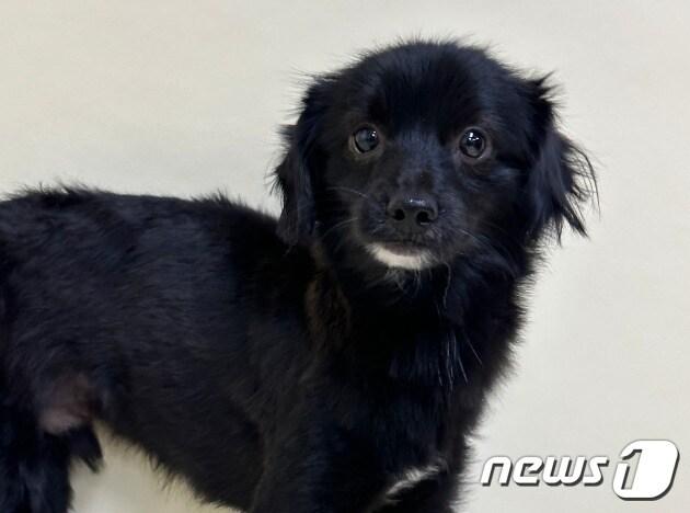 본문 이미지 - 새 가족을 기다리고 있는 홍삼이(경기도도우미견나눔센터 제공) /뉴스1