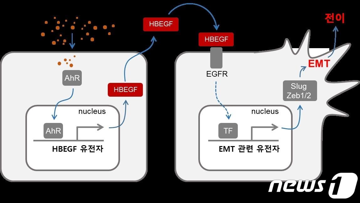 본문 이미지 -  미세먼지에 의한 암세포의 전이 증가 과정에 대한 모식도. (생명연 제공) /뉴스1