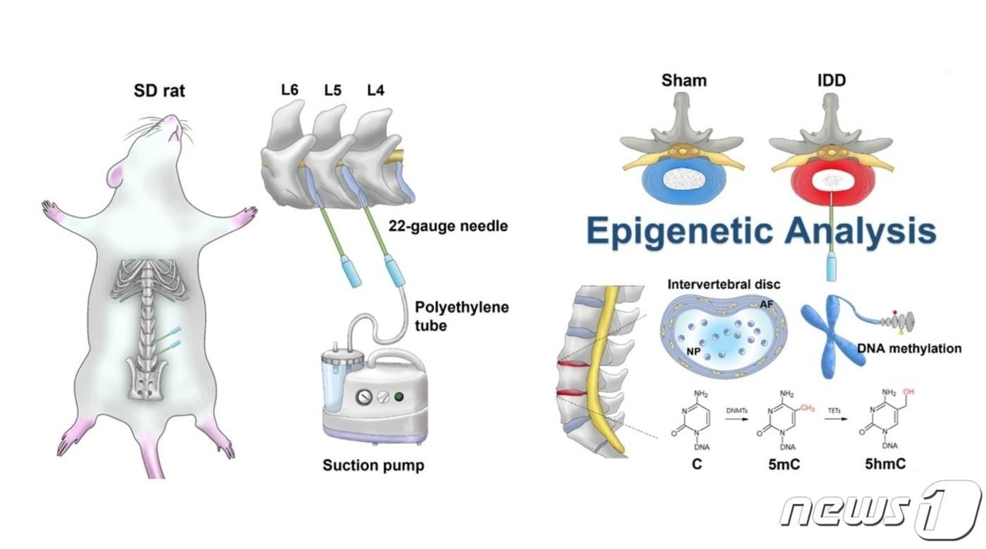 자생한방병원 척추관절연구소 연구진은 동물모델을 활용해 퇴행성 질환의 원인을 후성유전학에서 찾고 유전자 발현 변화를 입증했다.(=자생한방병원 제공)