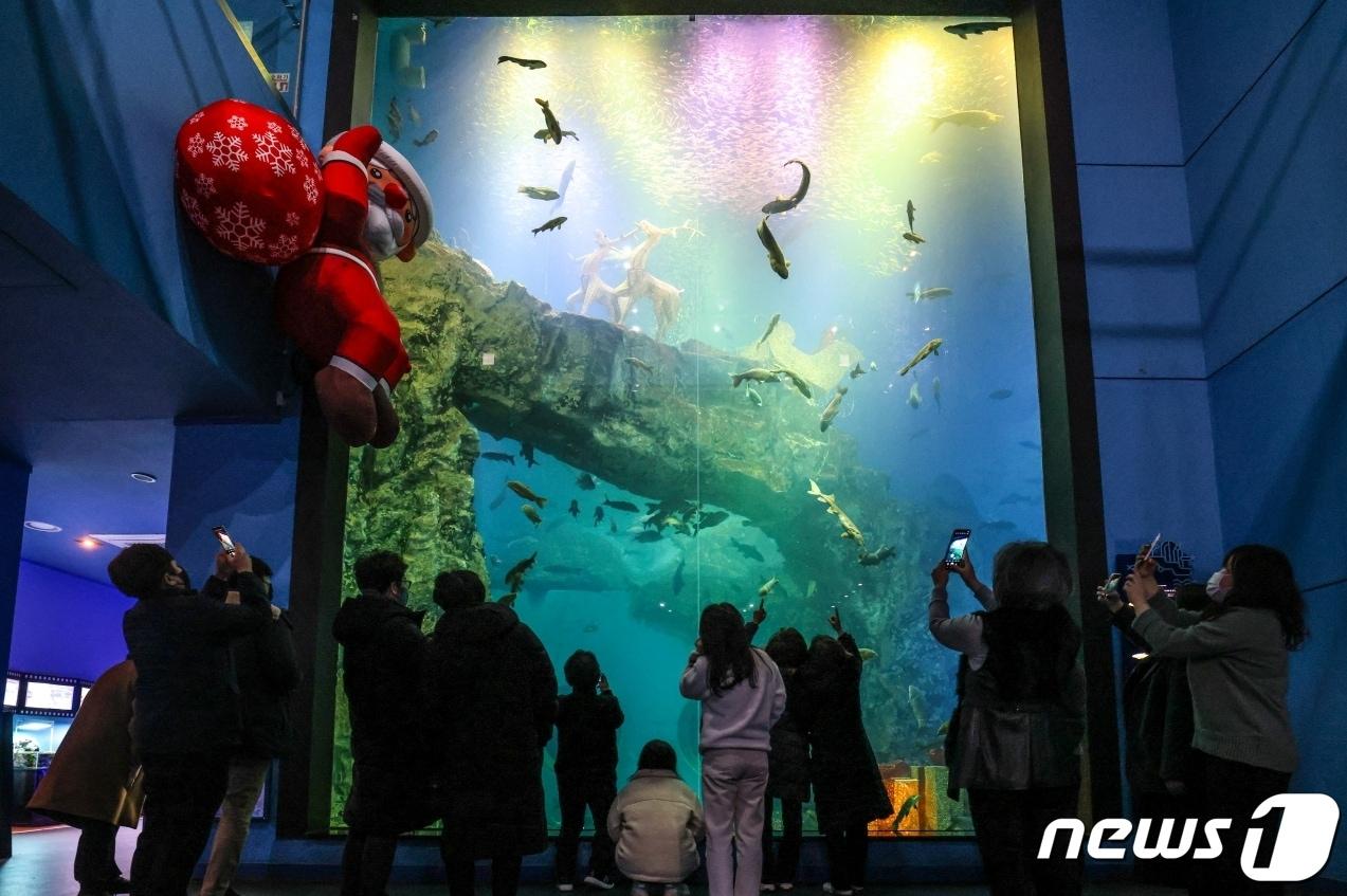 본문 이미지 - 단양다누리센터내 수족관에 산타인형이 설치돼  관람객들의 눈길을 끌고 있다. 
