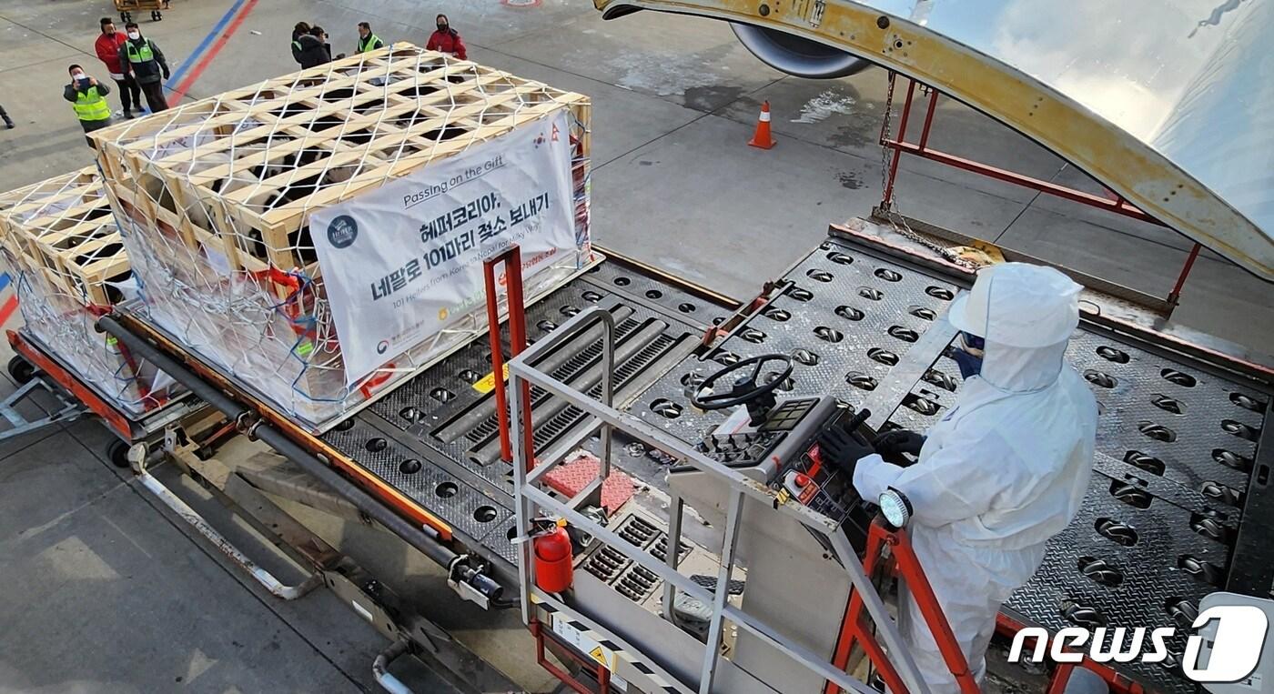 농림축산식품부는 22일 한국형 젖소 101마리를 항공편으로 운송했다.(농식품부 제공)