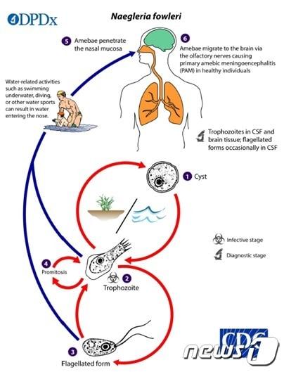 본문 이미지 - 파울러 자유아메바 생활사(=출처 미국질병예방센터(CDC), 질병관리청 제공)