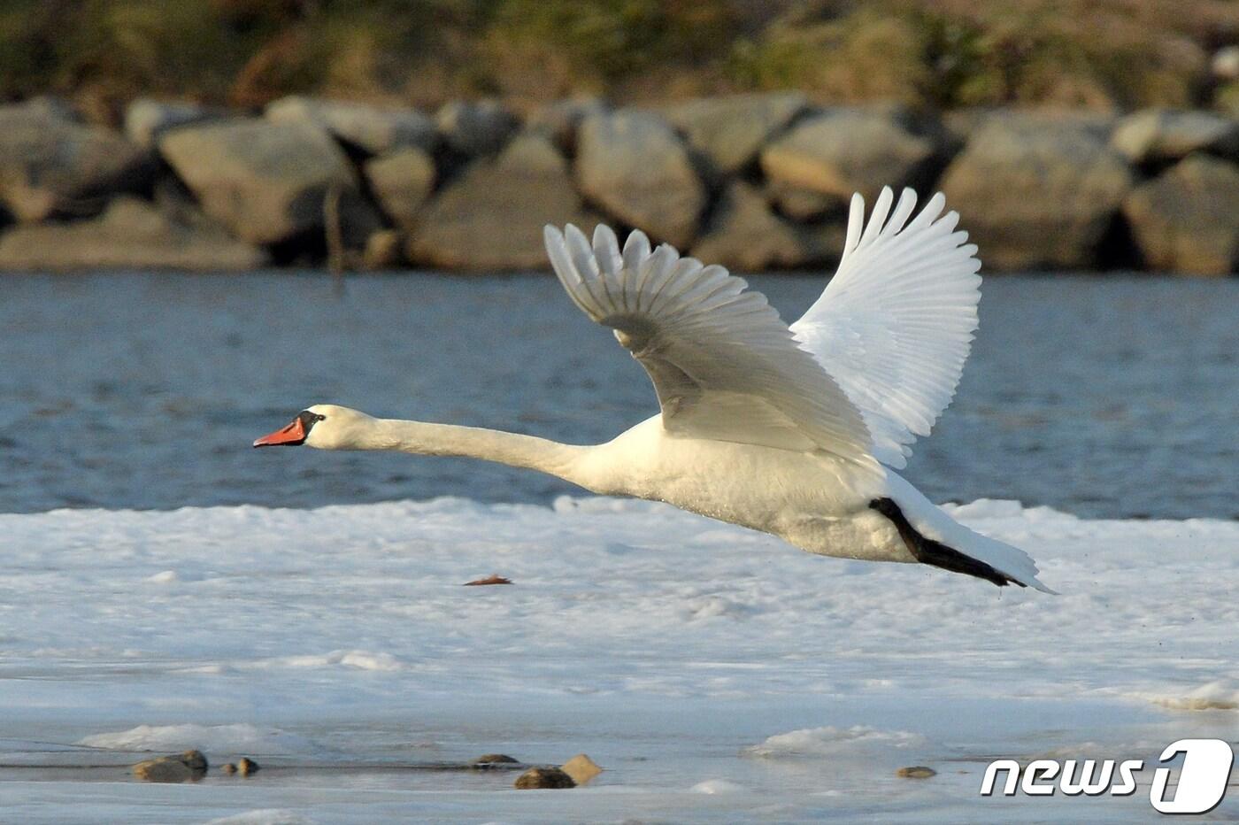 본문 이미지 - 천연기념물 제201-3호이자 멸종위기종인 혹고니 ⓒ News1 최창호 기자