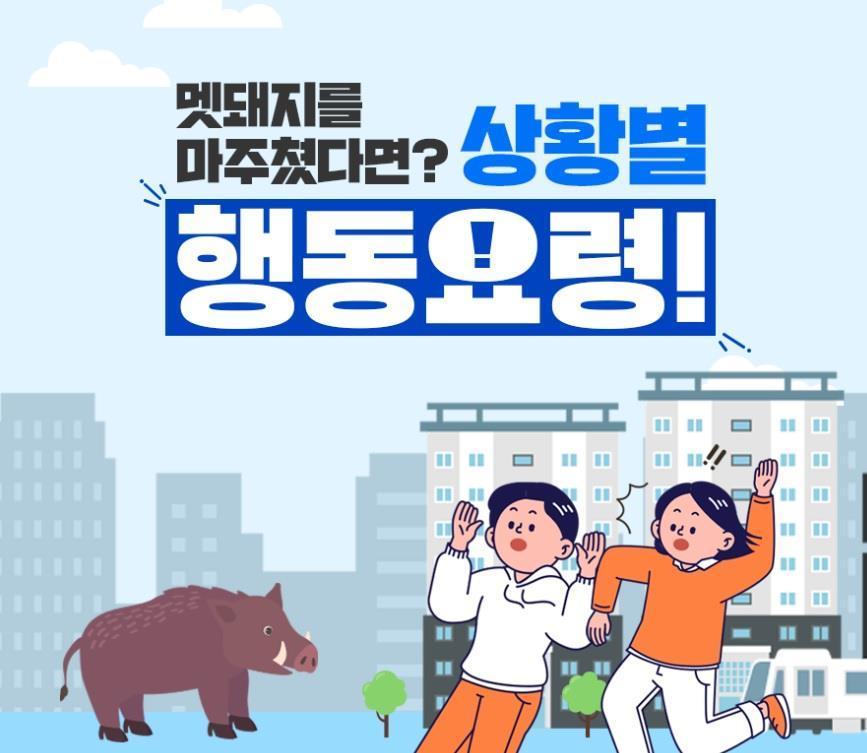 본문 이미지 - 멧돼지 마주쳤을 때 상황별 행동요령(서울시 제공).