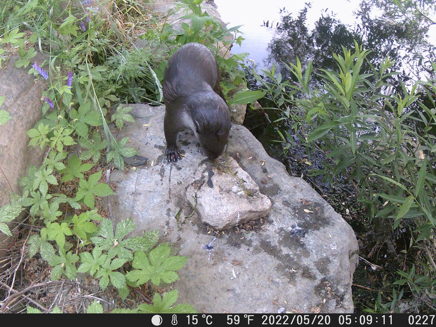 본문 이미지 - 한강에 서식 중인 수달 모습(서울시 제공).