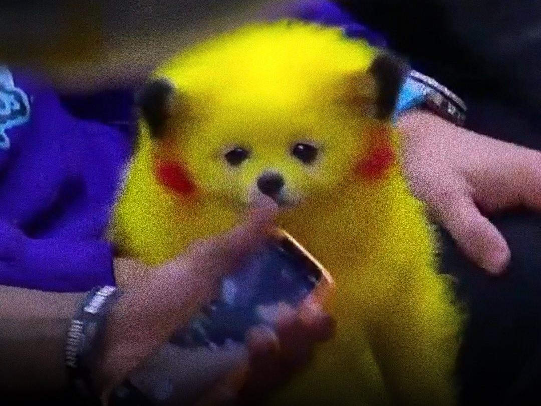 본문 이미지 - 피카츄처럼 염색한 강아지. (트위터 갈무리)