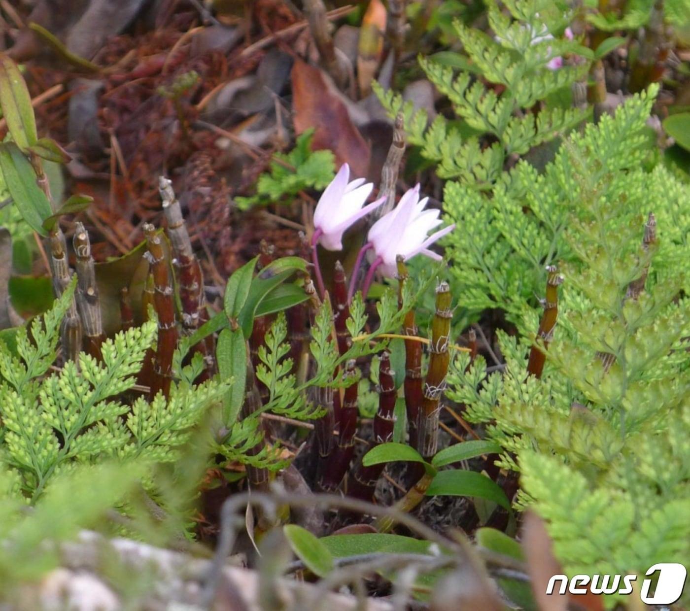 본문 이미지 - 석곡 꽃(환경부 제공) ⓒ 뉴스1