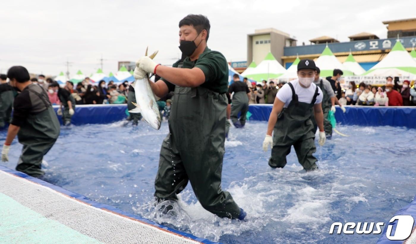 본문 이미지 - 제주 서귀포시 대정읍 모슬포항에서 열린 '제22회 최남단 방어축제'에서 도민과 관광객들이 맨손으로 방어 잡기 체험을 하고 있다.2022.12.3/뉴스1 ⓒ News1 고동명 기자