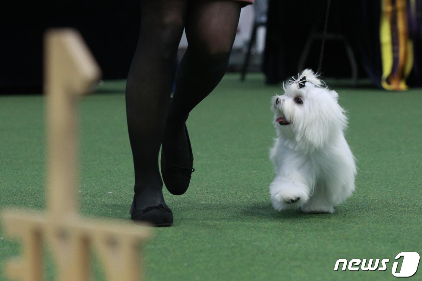2022 서울 FCI & KFF 도그쇼'에 출전한 꼬똥 드 툴레아. (기사내용과 무관) 2022.12.4/뉴스1 ⓒ News1 안은나 기자