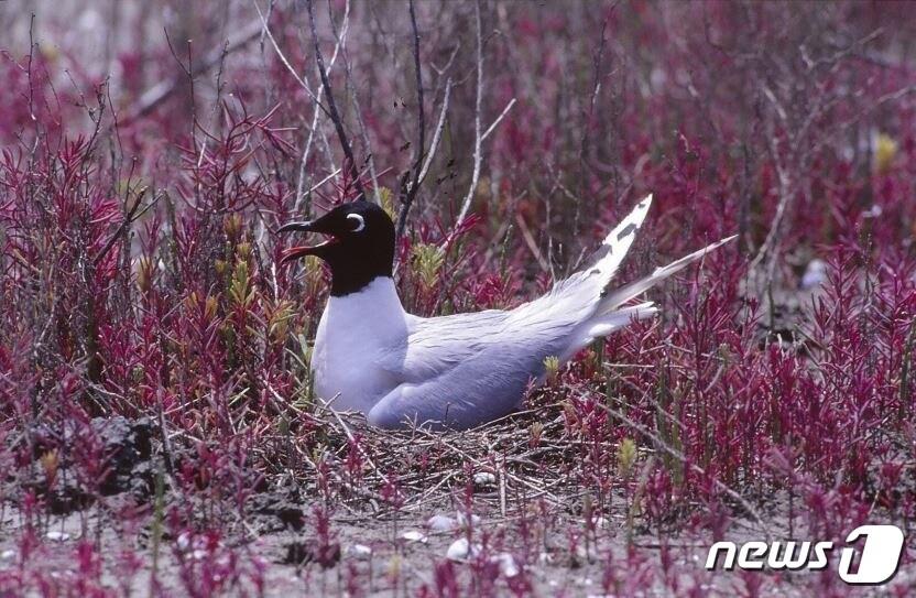 본문 이미지 - 검은머리갈매기(환경부 제공) ⓒ 뉴스1