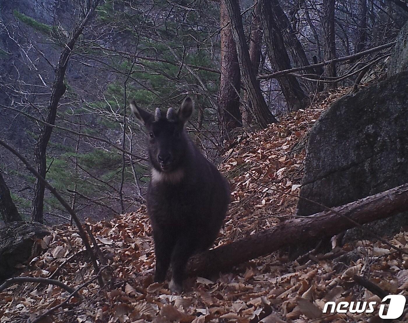 본문 이미지 - 산양 자료사진. (원주지방환경청 제공) 2022.12.7/뉴스1