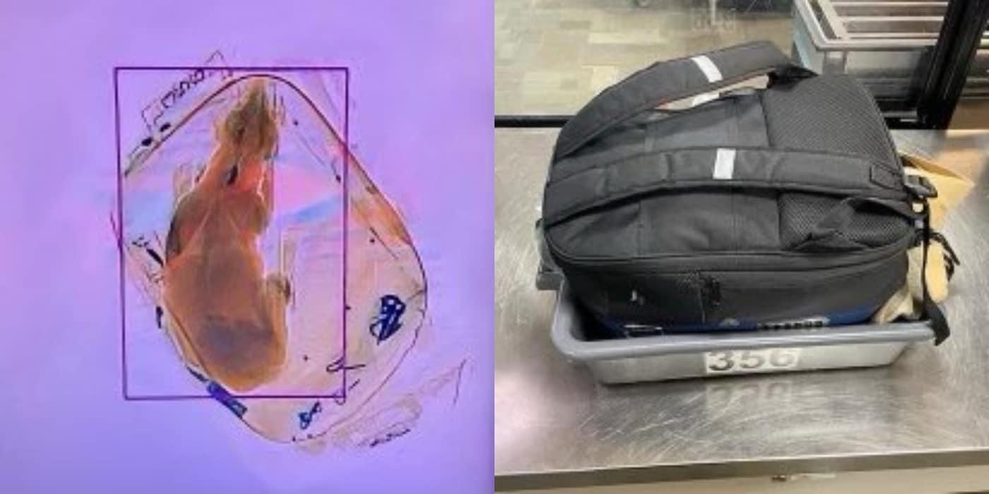 (미국 교통안전청 트위터 갈무리)