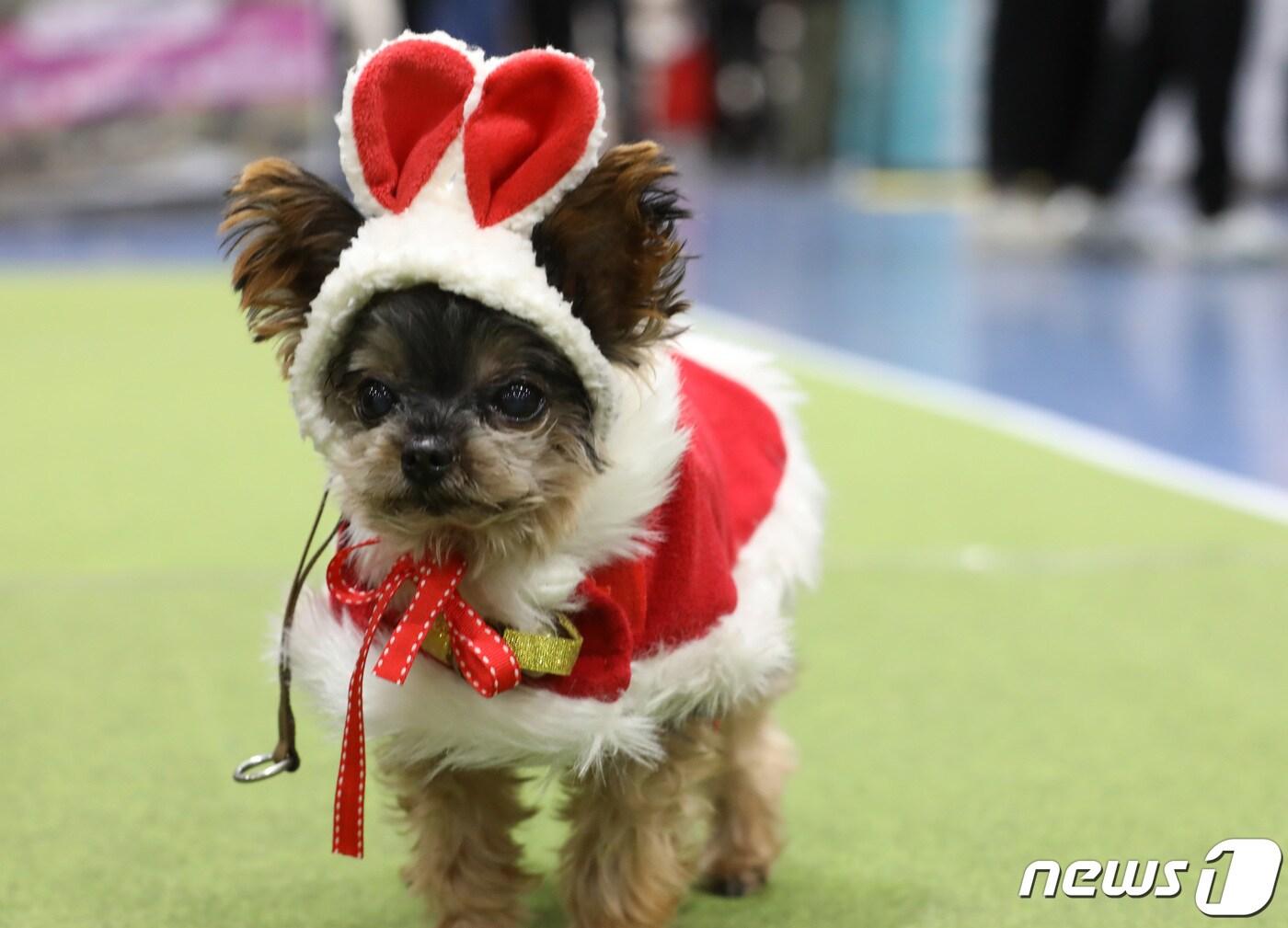 본문 이미지 - 서울 강남구 세텍(SETEC)에서 열린 크리스마스 서울펫쇼에서 반려견이 산타 분장을 하고 있다. 2022.12.9/뉴스1 ⓒ News1 김민지 기자