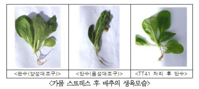 본문 이미지 - 가뭄 스트레스 후 배추의 생육모습(자료제공=국립낙동강생물자원관)